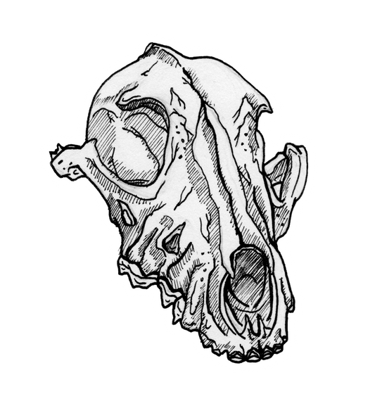 Cranium Skull Sticker