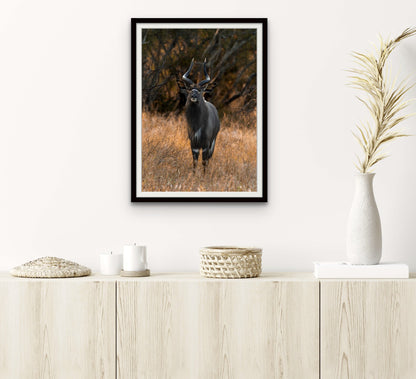 Golden Nyala