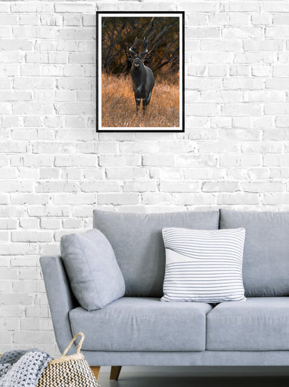 Golden Nyala