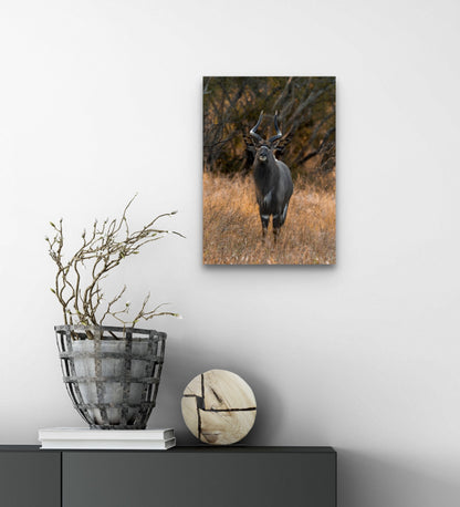 Golden Nyala