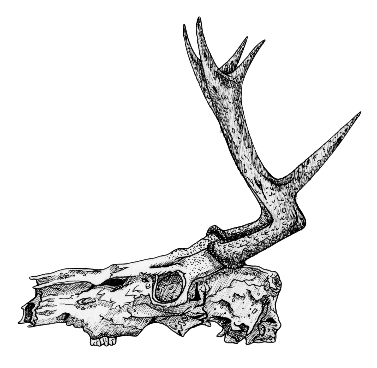Deer Skull Sticker
