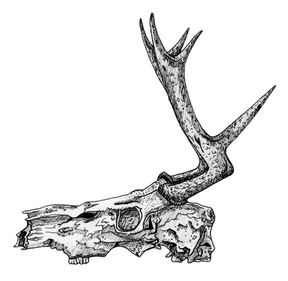 Deer Skull Sticker